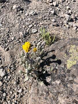 Image of Helichrysum forskahlii (Gmel.) Hilliard & Burtt