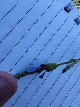 Imagem de Lavandula canariensis subsp. canariensis