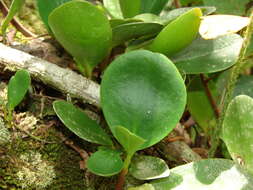 Peperomia obtusifolia (L.) A. Dietr. resmi