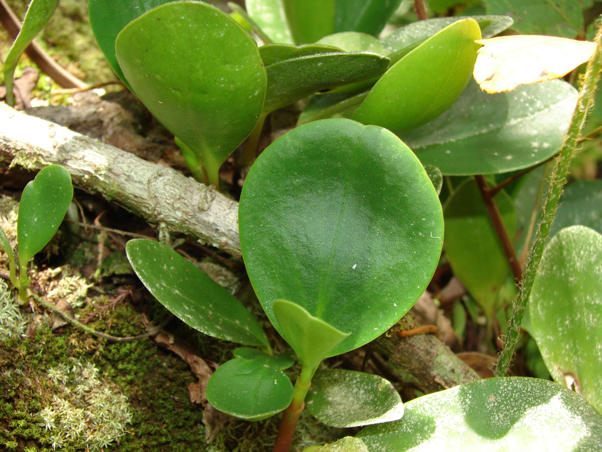 Peperomia obtusifolia (L.) A. Dietr. resmi