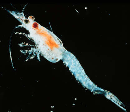 Image of common Northern European opossum shrimp