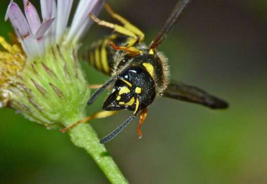 Image of Ancistrocerus gazella (Panzer 1798)