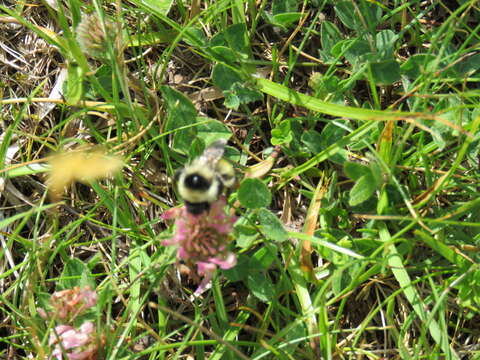 Image of Bombus mesomelas Gerstäcker 1869