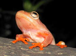 Image of Argus Reed Frog