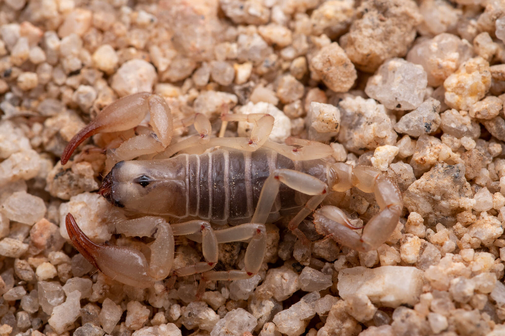 Image of Anuroctonus pococki bajae