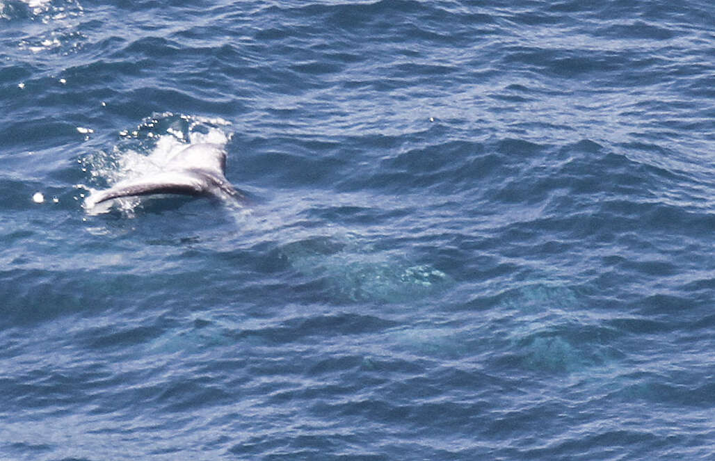 Image of gray whales