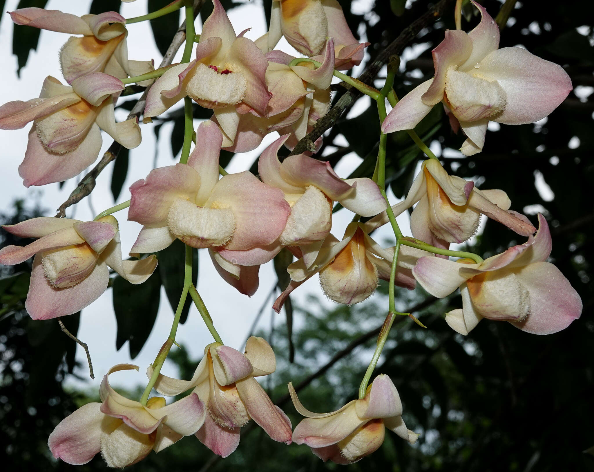 Слика од Dendrobium moschatum (Banks) Sw.