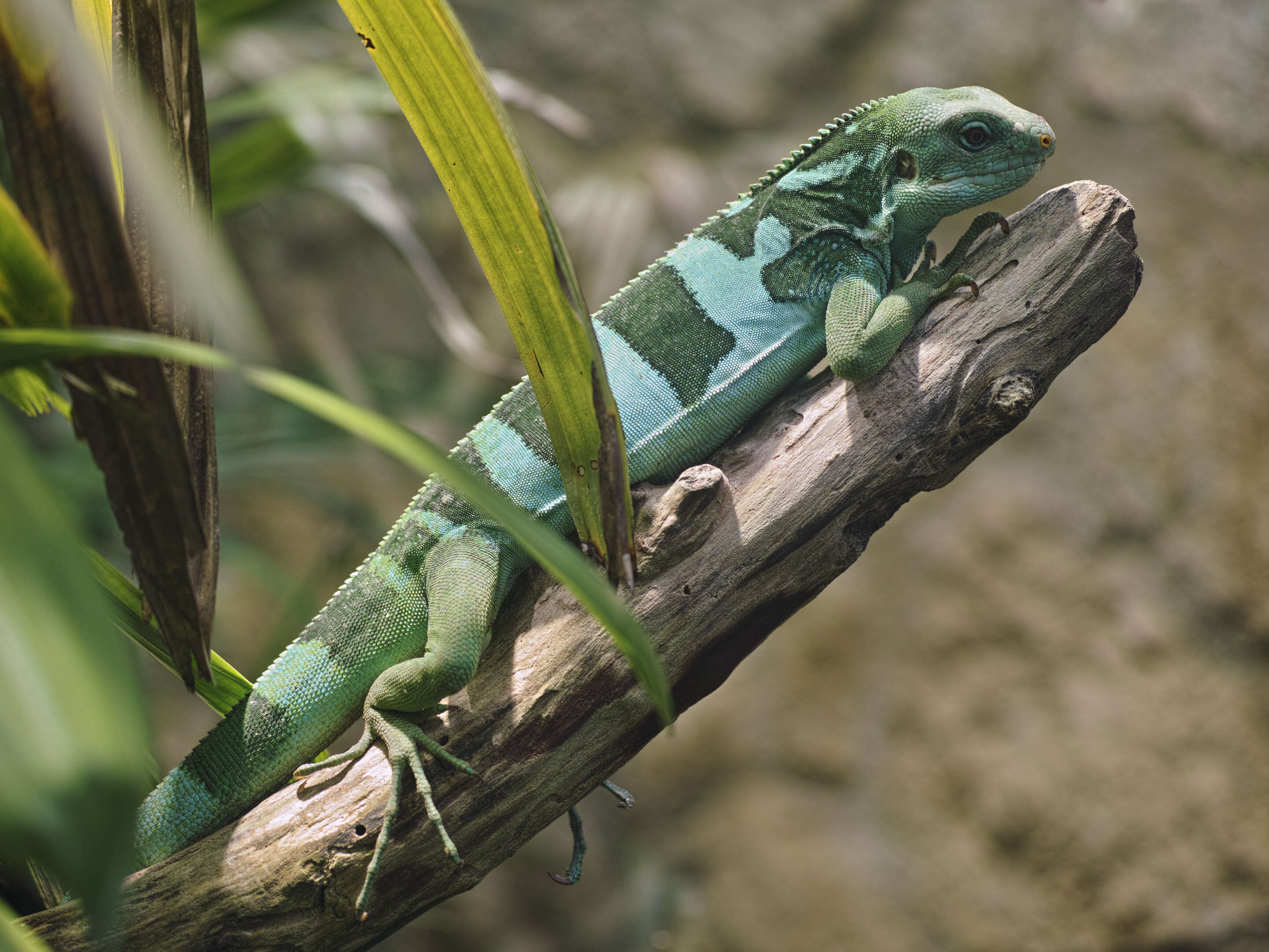 Image of Fiji iguanas