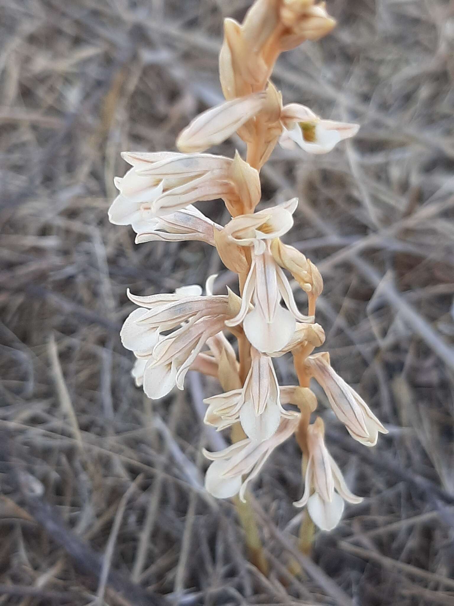 Image of Schiedeella crenulata (L. O. Williams) Espejo & López-Ferr.