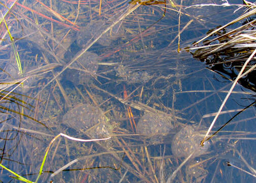 Image of Northern Pacific Treefrog