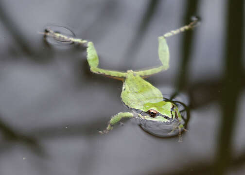 Image of Northern Pacific Treefrog