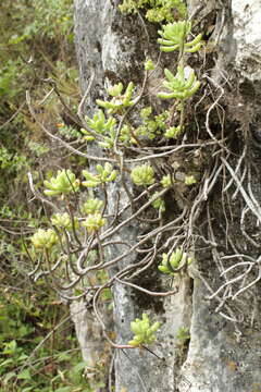 Sedum pachyphyllum Rose resmi