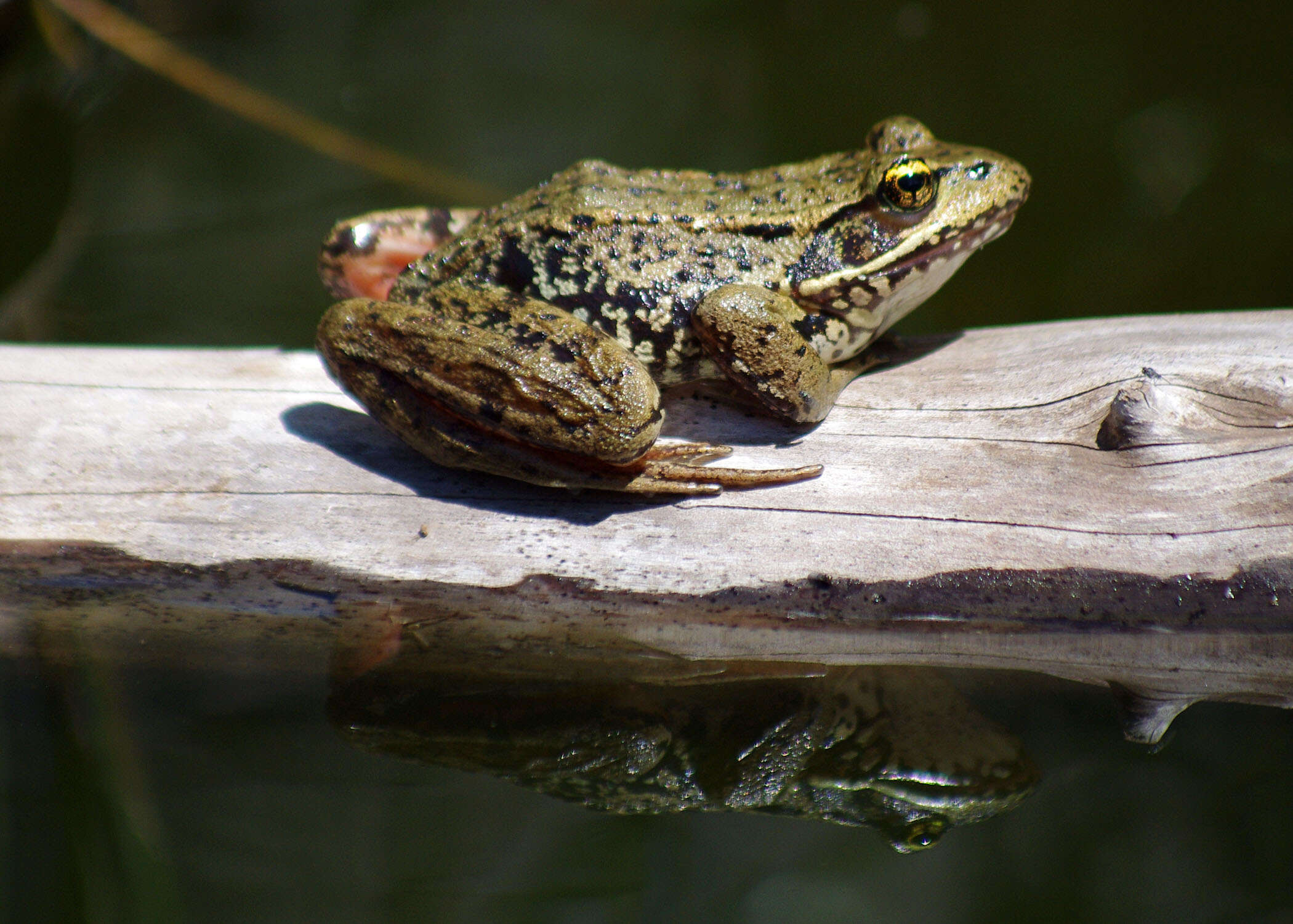 Image of Northern Red-legged Frog