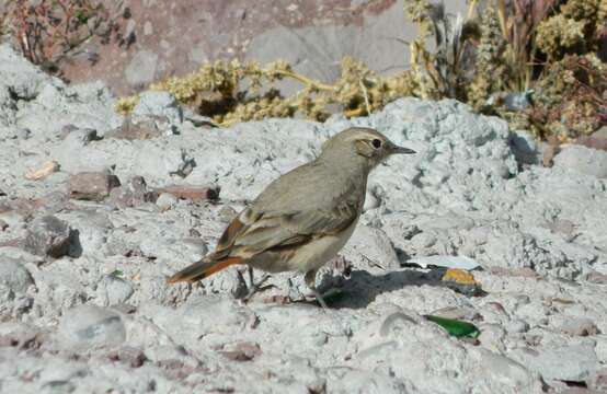 صورة Geositta rufipennis (Burmeister 1860)