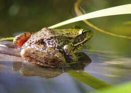 Image of Northern Red-legged Frog