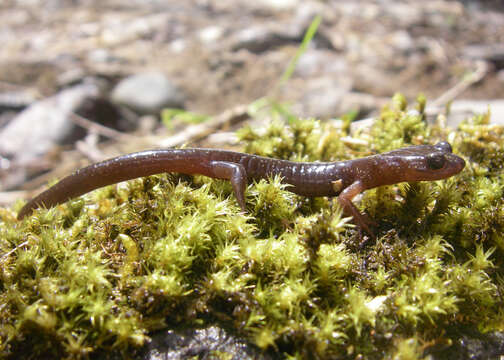 Image of Clouded Salamander