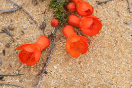 Image of Australian Native Pomegranate