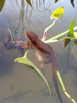 Image of Rough-skinned Newt