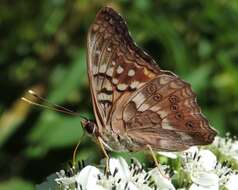 Image of Tawny Emperor