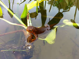 Image of Rough-skinned Newt