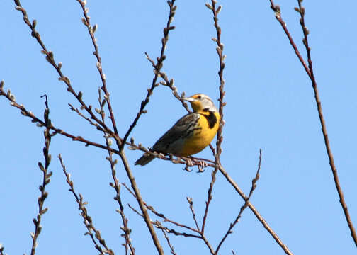 Image of Western Meadowlark