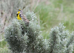 Image of Western Meadowlark