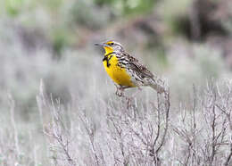 Image of Western Meadowlark