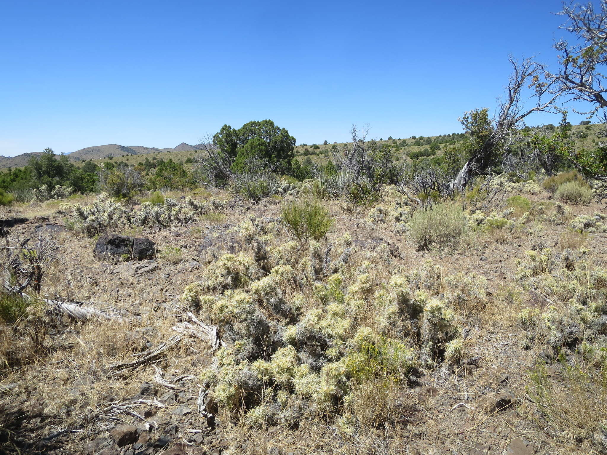 Слика од Cylindropuntia multigeniculata (Clokey) Backeb.