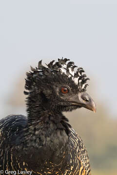 Image of Bare-faced Curassow