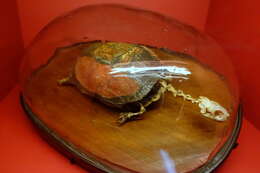 Image of Caspian turtle