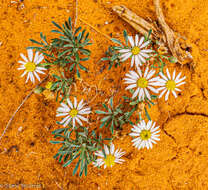 Image of hoary Townsend daisy