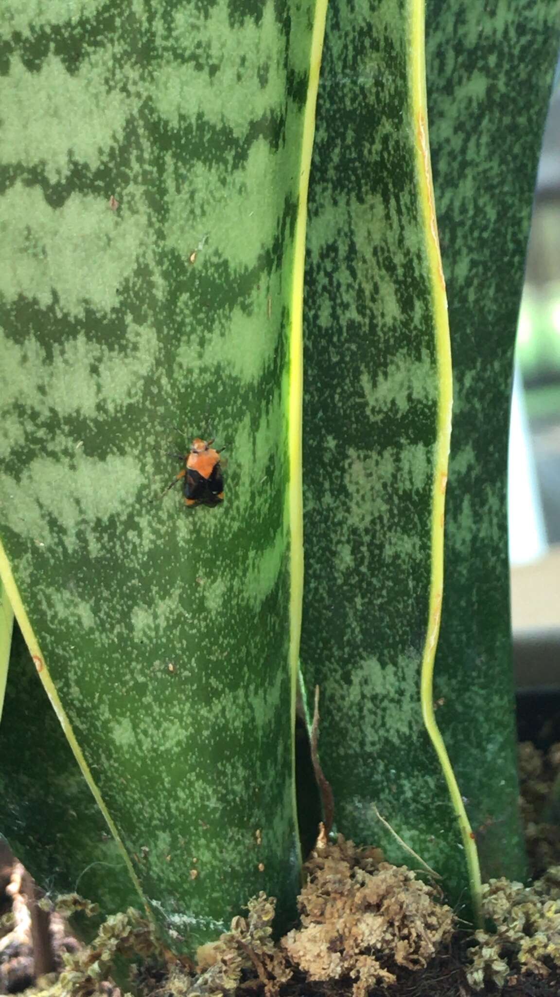 Sivun Neocapsus cuneatus Distant 1893 kuva