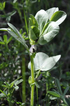 Imagem de Vicia narbonensis L.