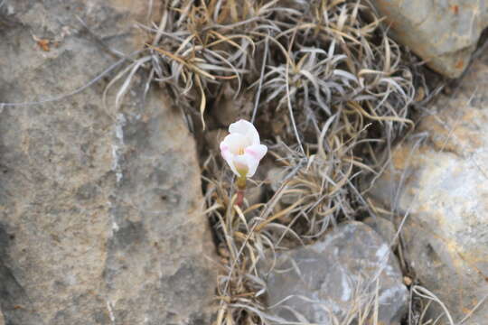 Imagem de Habranthus chichimeca (T. M. Howard & S. Ogden) Flagg, G. Lom. Sm. & Meerow