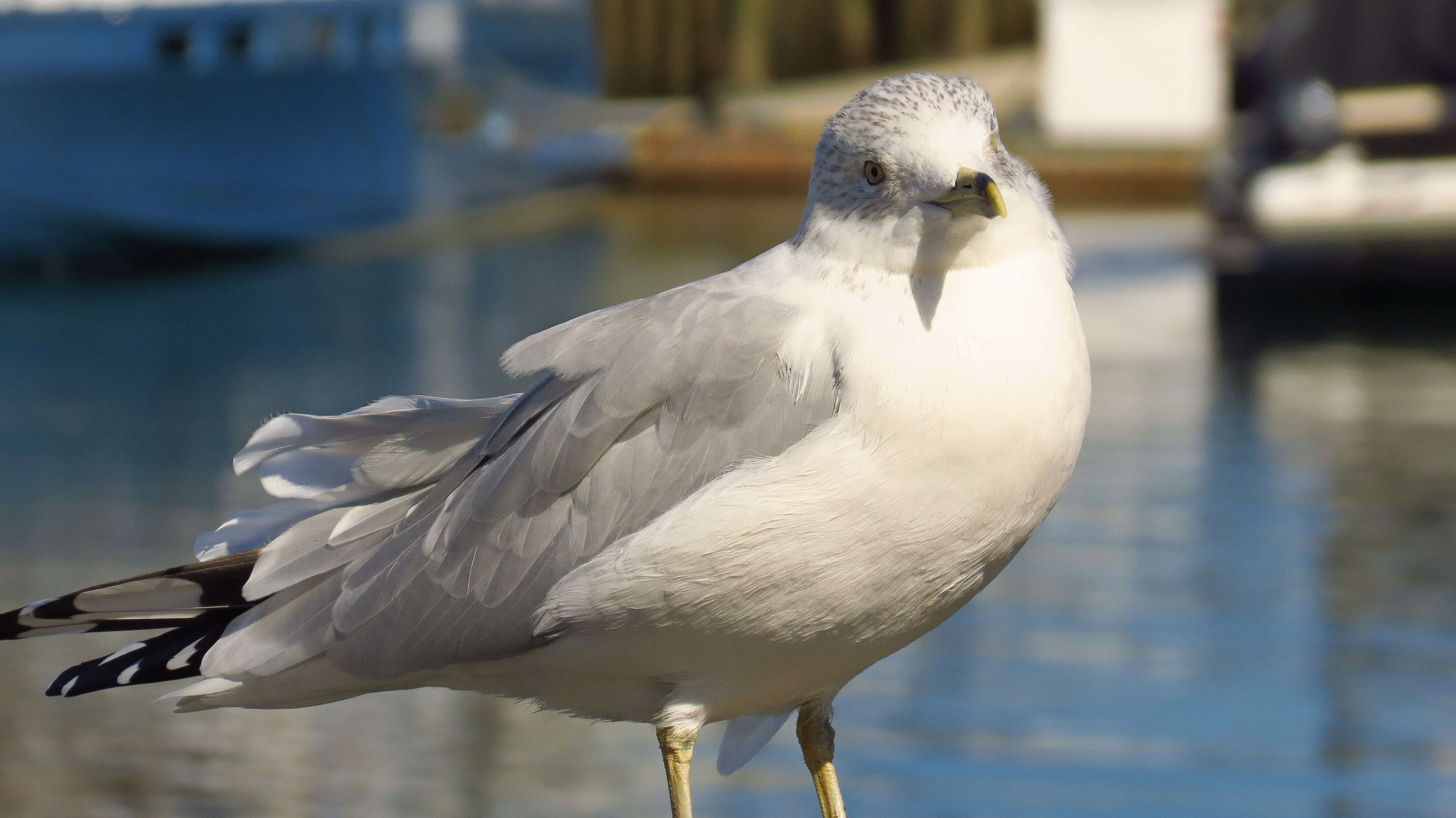 Image of Ring-billed Gull