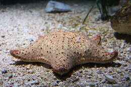 Image of cushion stars