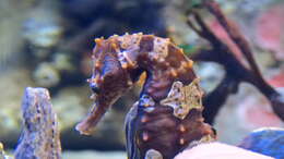 Image of seahorses