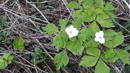 Image of Piper's Windflower