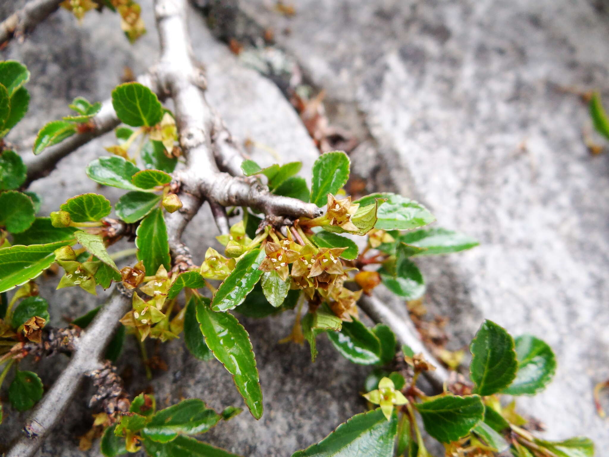 Image of Rhamnus parvifolia Bunge