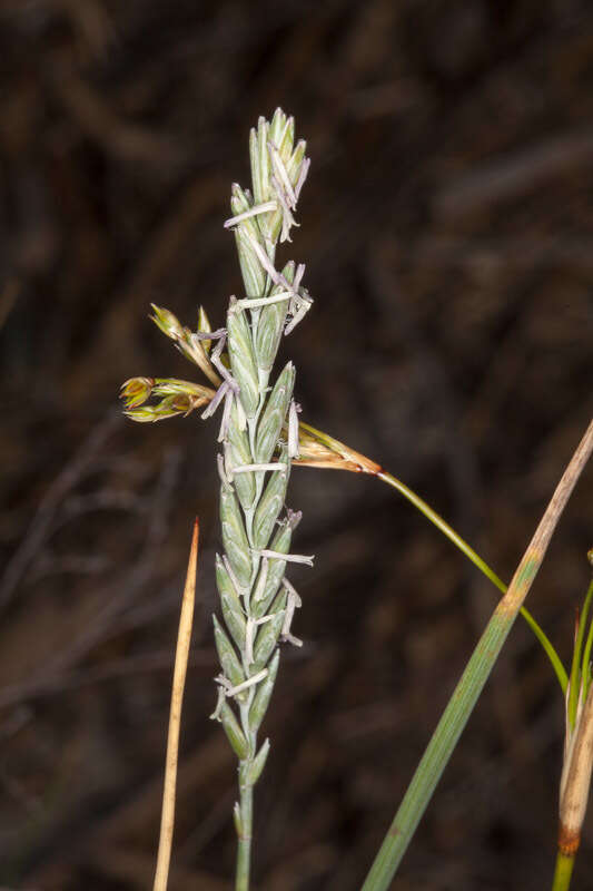 Image de Elymus athericus (Link) Kerguélen