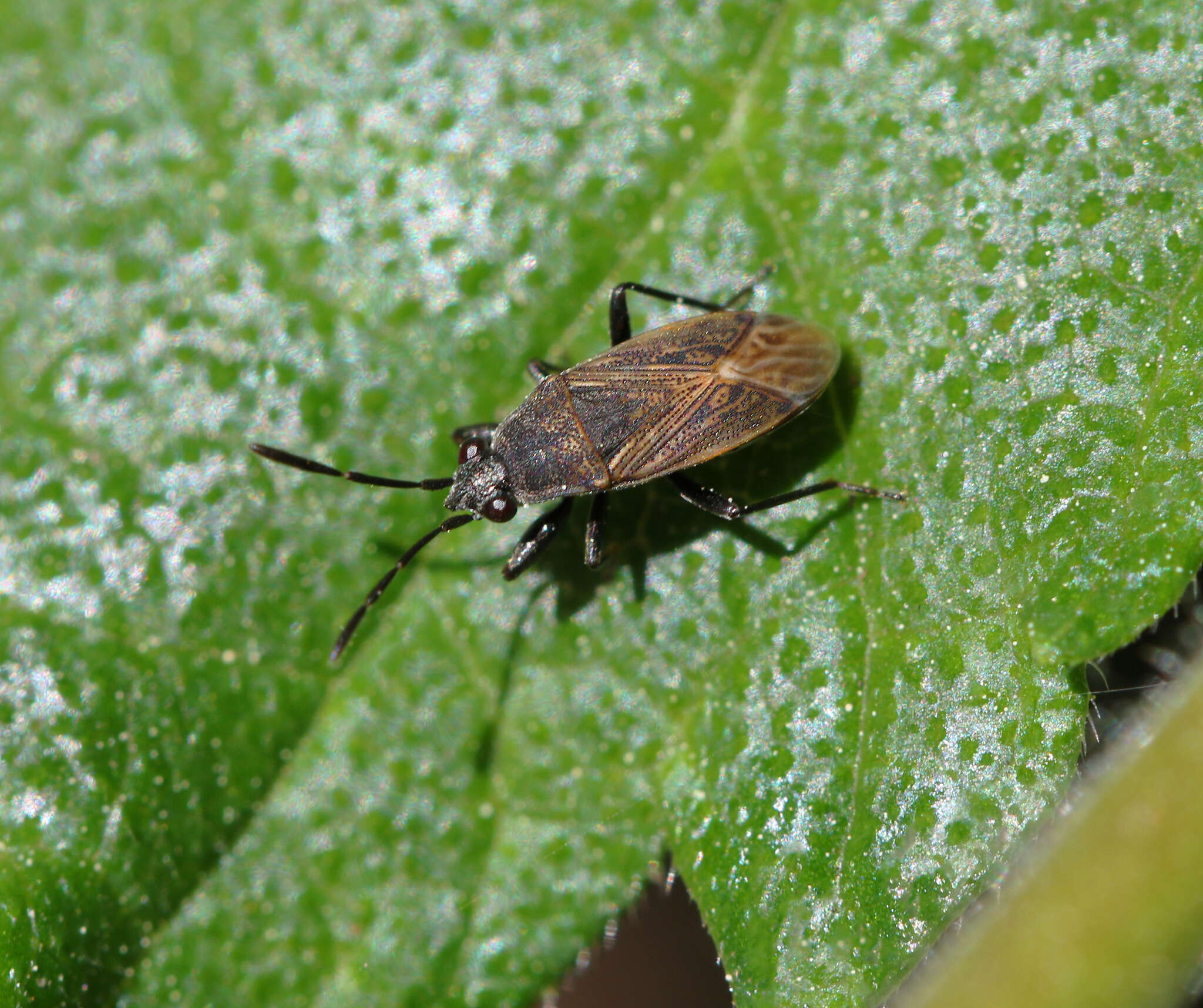 Peritrechus geniculatus (Hahn 1833) resmi