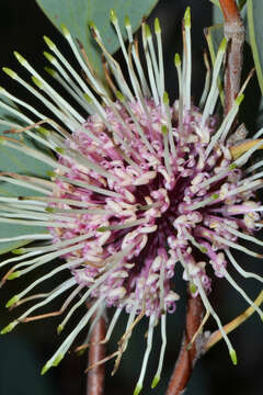 Image de Hakea petiolaris Meissn.