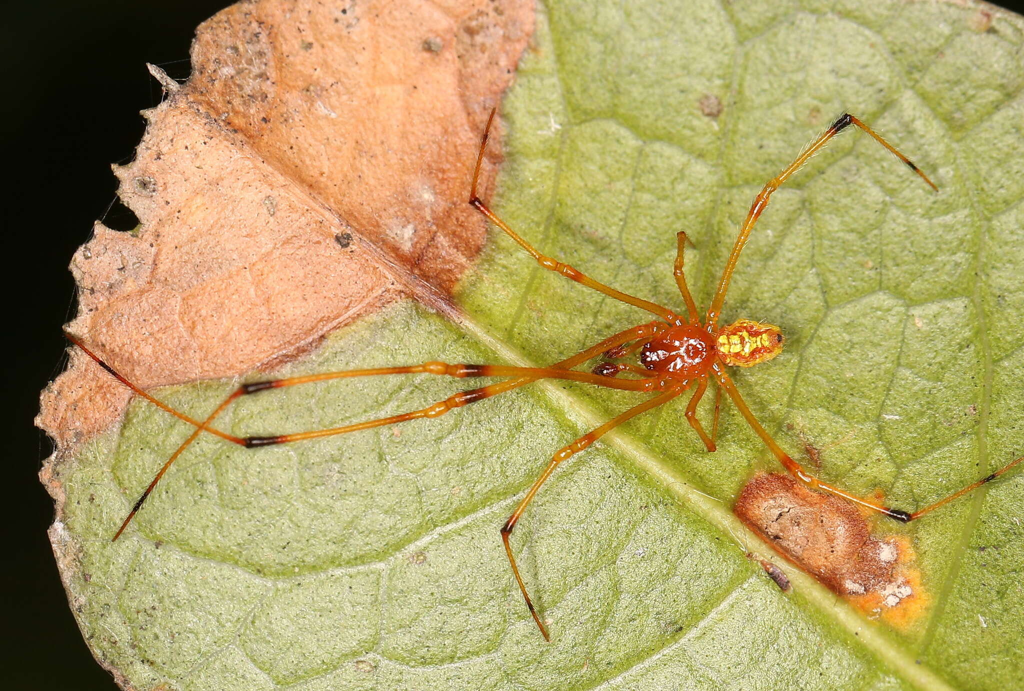 Image of Chrysso scintillans (Thorell 1895)