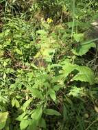 Image of Hieracium krylovii Nevski ex Krylov