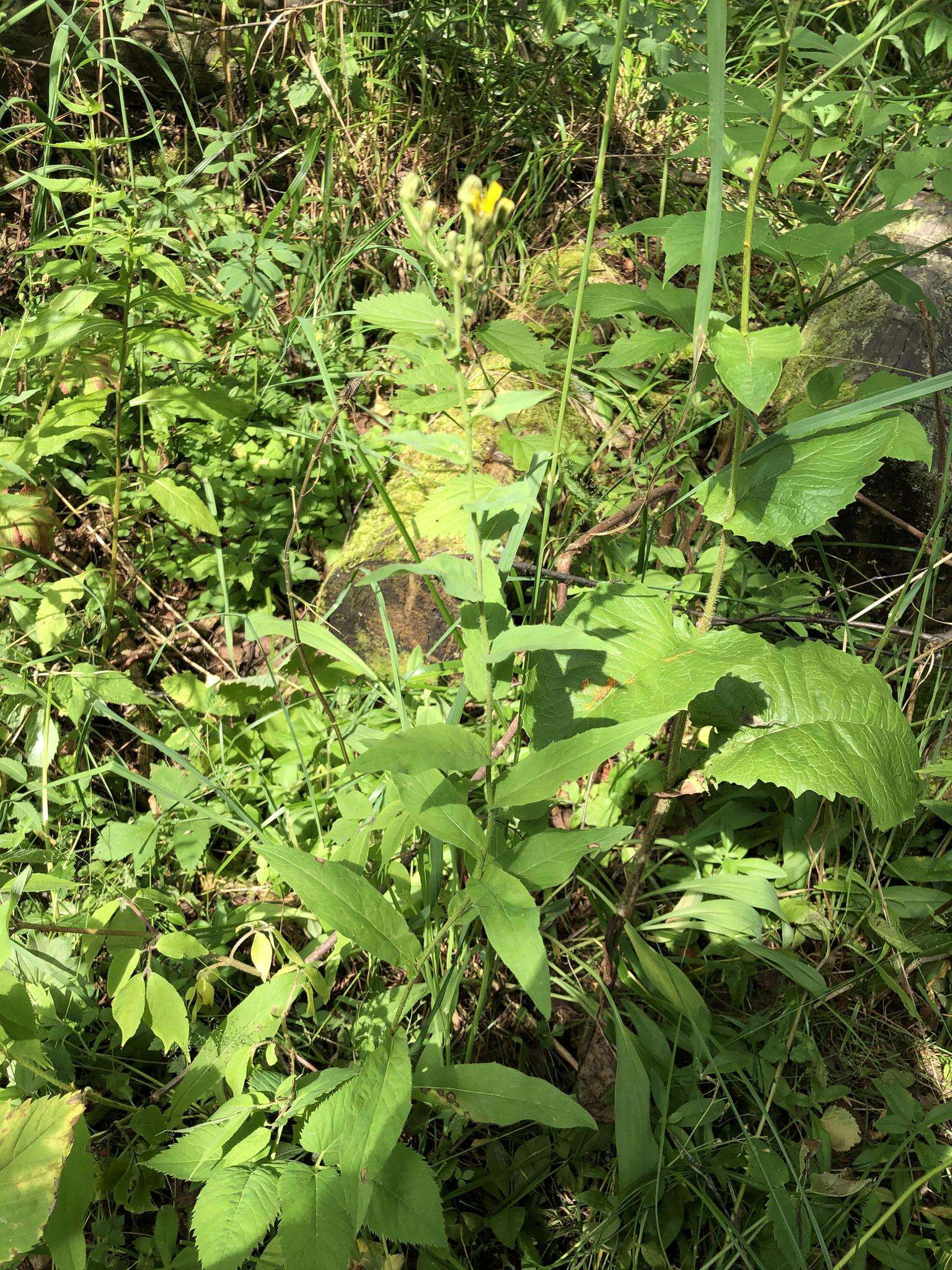 Image of Hieracium krylovii Nevski ex Krylov