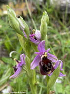 Image of Ophrys fuciflora subsp. andria (P. Delforge) Faurh.
