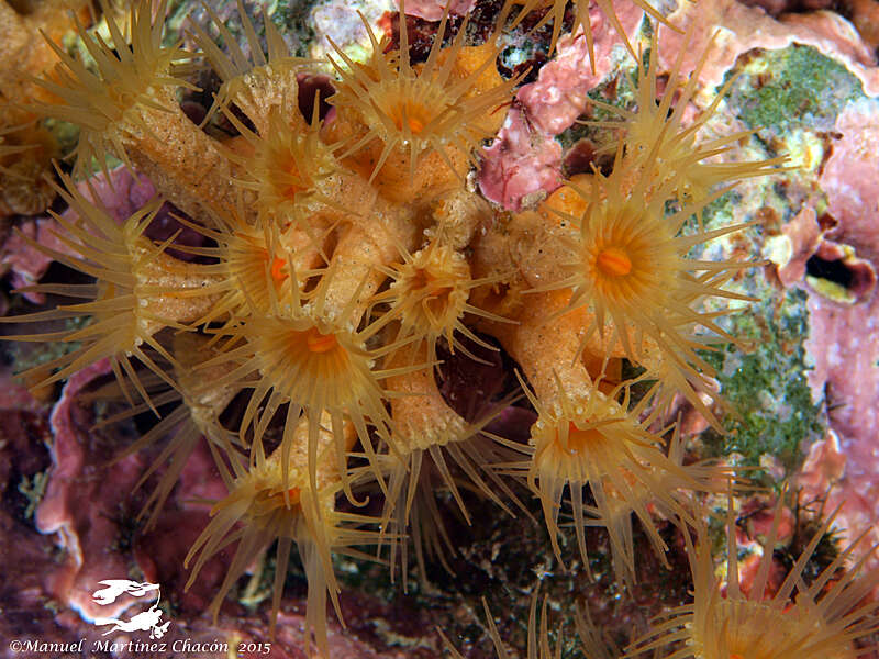 Image of Yellow encrusting anemone