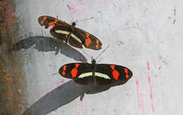 Image de Heliconius telesiphe Doubleday (1847)