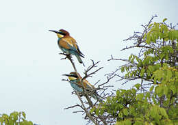 Image of bee-eater, european bee-eater