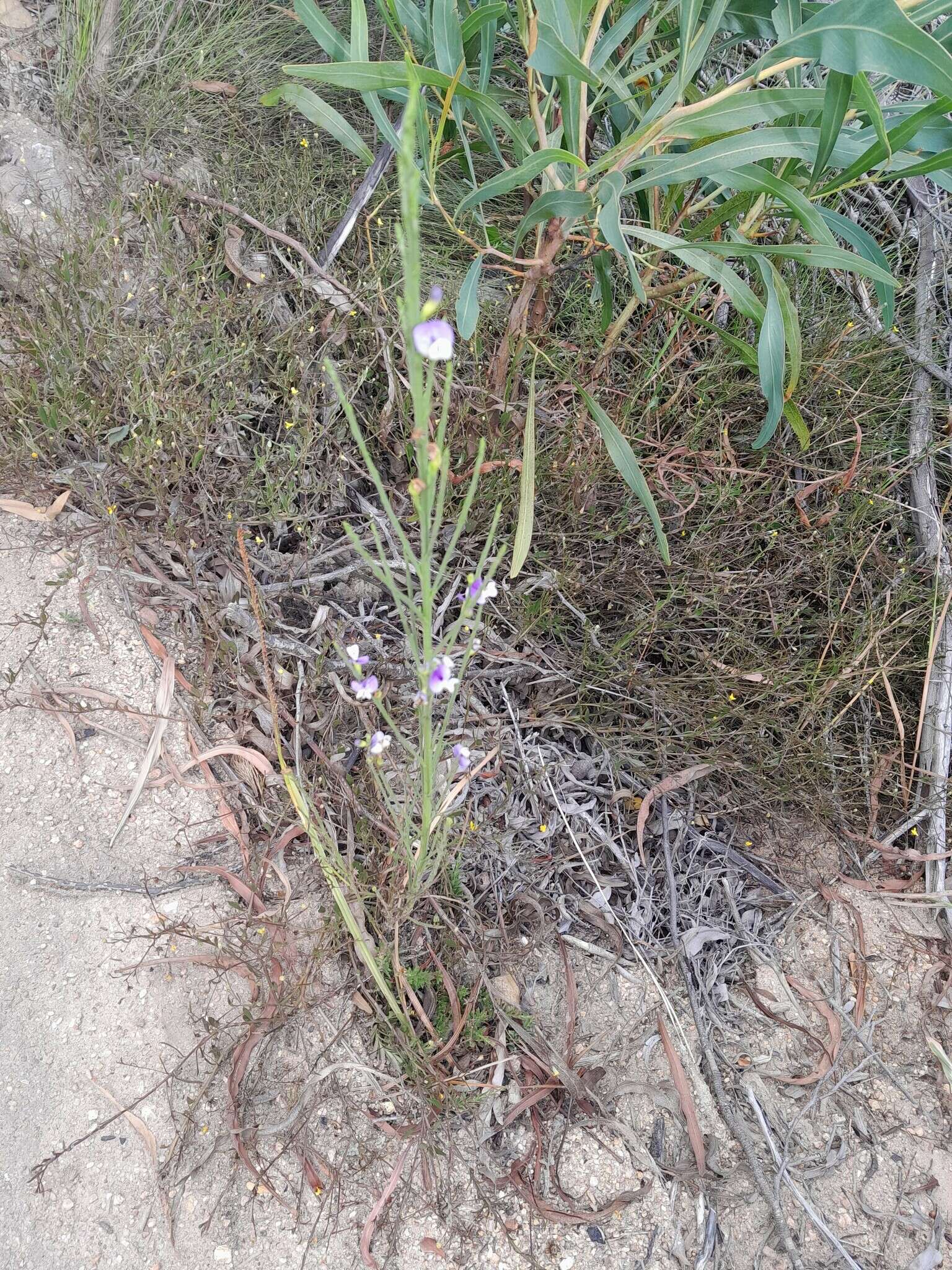 Image of Psoralea alata (Thunb.) T. M. Salter